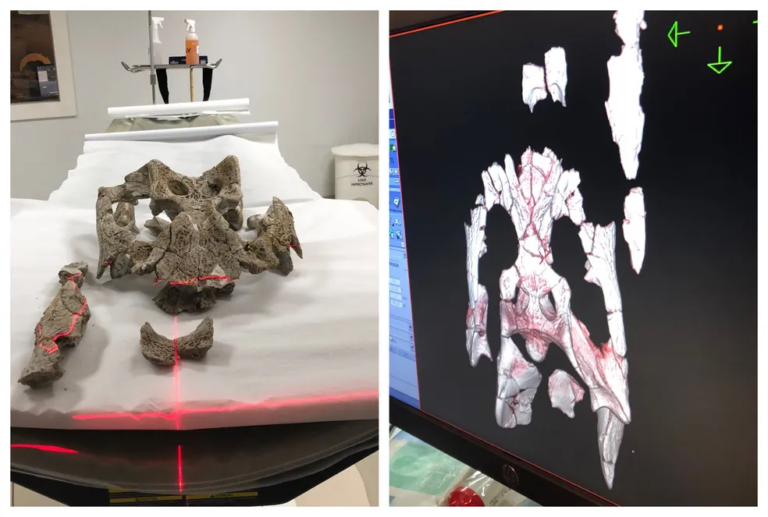 Pesquisa pode revelar informações inéditas sobre jacarés gigantes que viveram no Acre