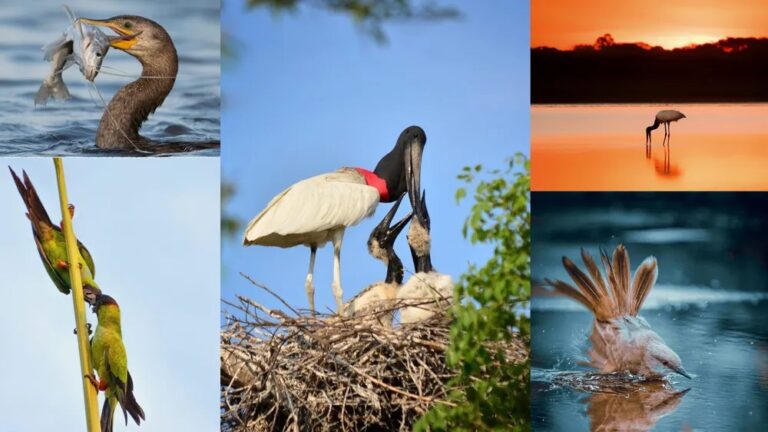Professor troca de profissão para fotografar a vida real dos pássaros no Pantanal