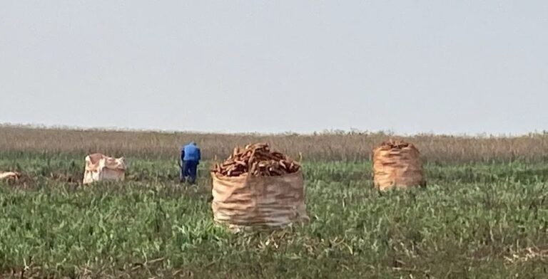 Mais de 40 vítimas de trabalho análogo à escravidão são indenizadas