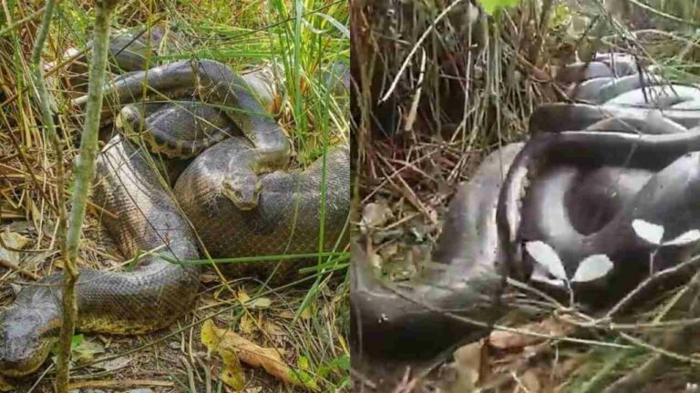 Vídeo: sucuri completa 1 mês acasalando e choca população: ‘Perdeu o pudor’