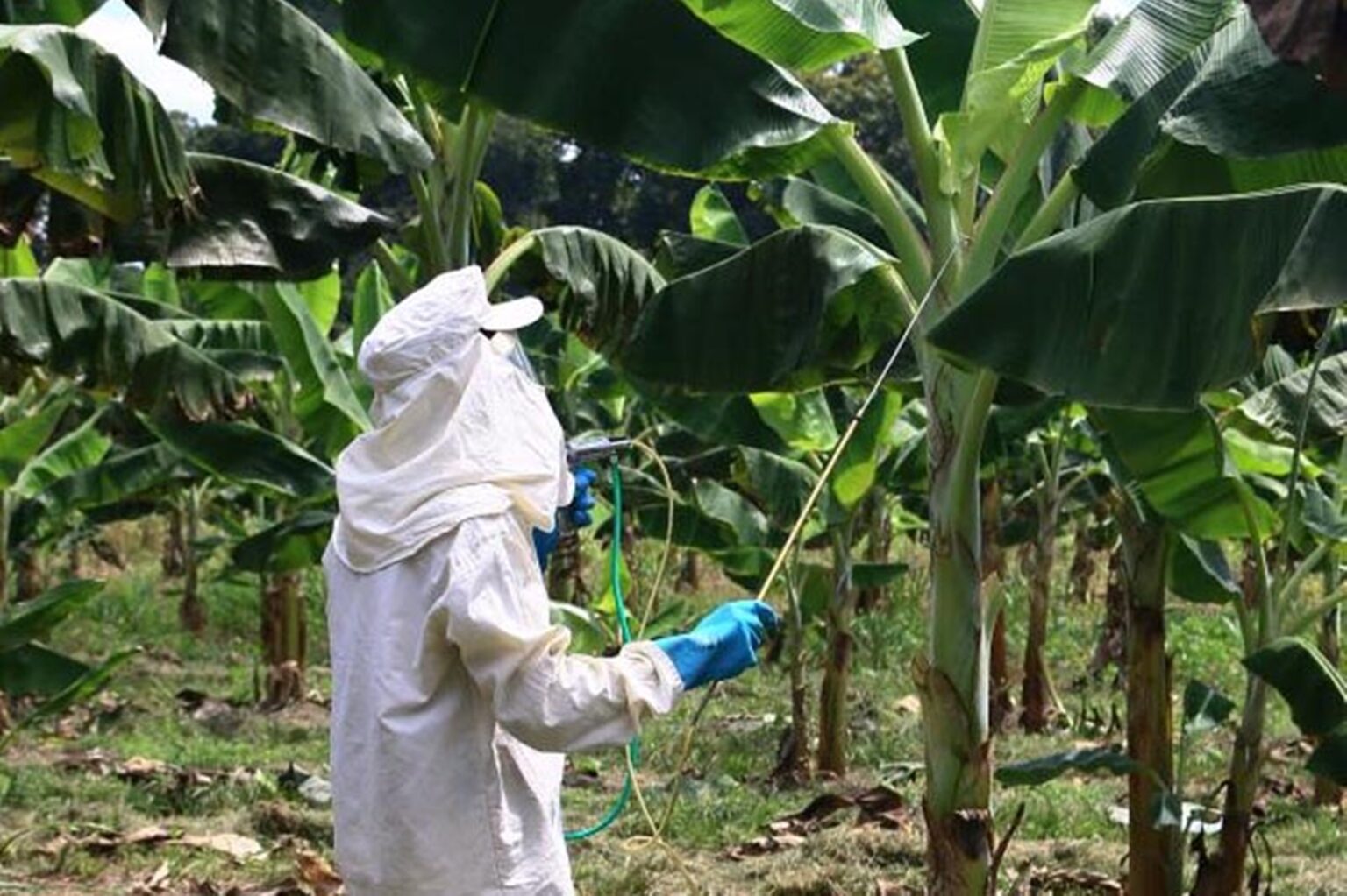 Acre alerta para aproximação de doença ‘mal-do-Panamá’ e prepara treinamento