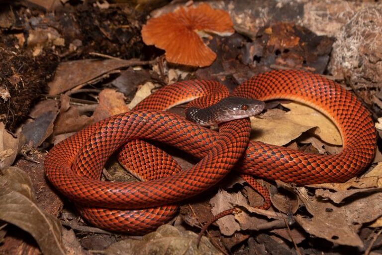 Cobra-de-buriti ou falsa-coral: serpente é fotografada no interior do Acre