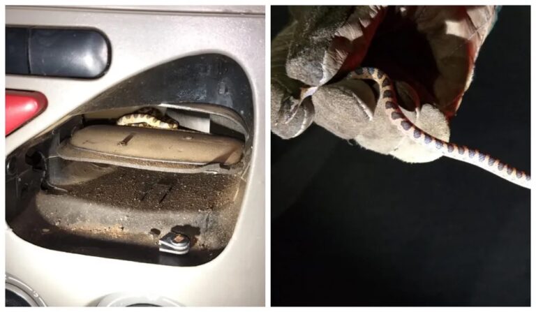 Filhote de jiboia entra em ar-condicionado e morde mulher; VÍDEO