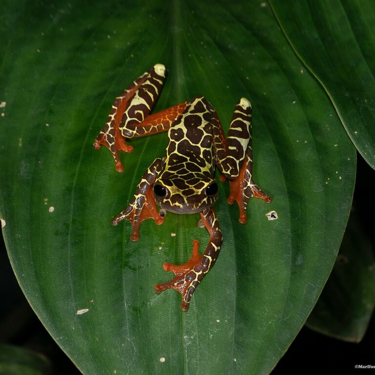 Sapinho pintado fotografado no interior do Acre