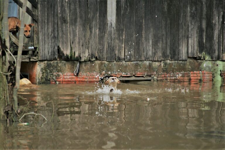 Com inundações, Sesacre alerta para casos de leptospirose; foram mais de 400 em um ano