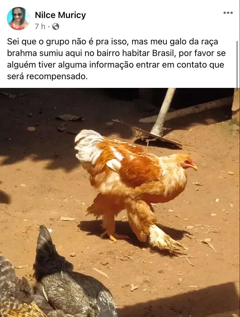 Mulher perde galo de estimação no Acre e pede ajuda nas redes sociais “To em choque” imagem