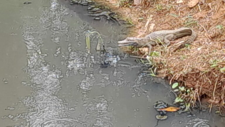 Banho de sol: leitor fotografa jacaré às margens do Igarapé “Merdinha”, em Rio Branco