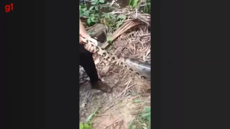 Homem pega sucuri de 5 metros durante passeio em família na zona rural