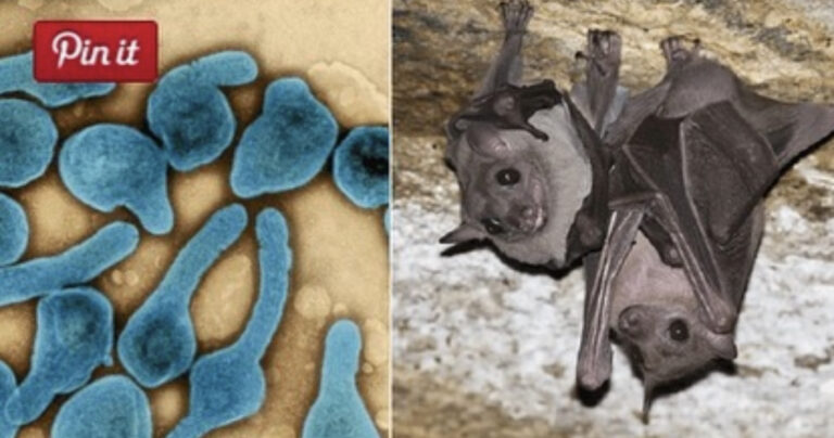 URGENTE: Tião Viana alerta para surto de doença hemorrágica transmitida por morcegos