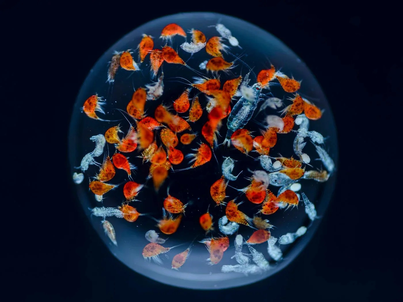 Fotos extraordinárias capturam a vida dentro de uma gota de água do mar