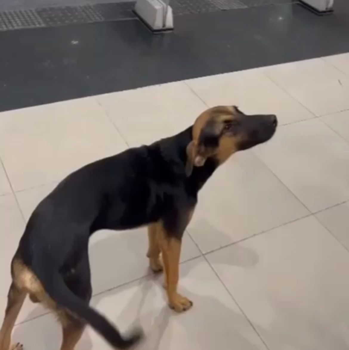 Cachorro entra em shopping de Rio Branco e passeia pelas lojas; VÍDEO