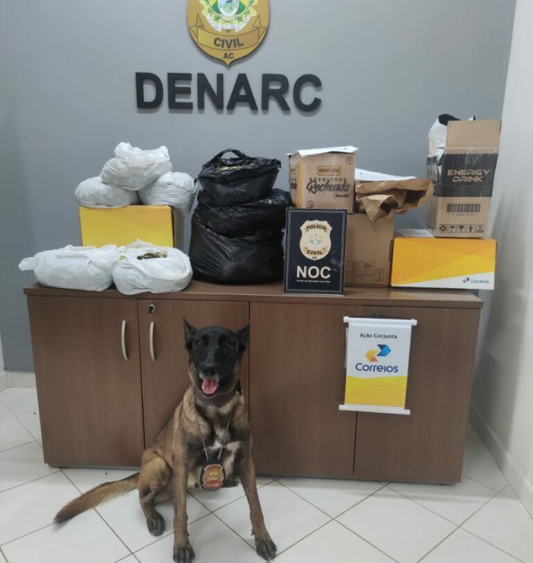 Pastor alemão da polícia no Acre encontra folhas de coca que seriam levadas para outros Estados