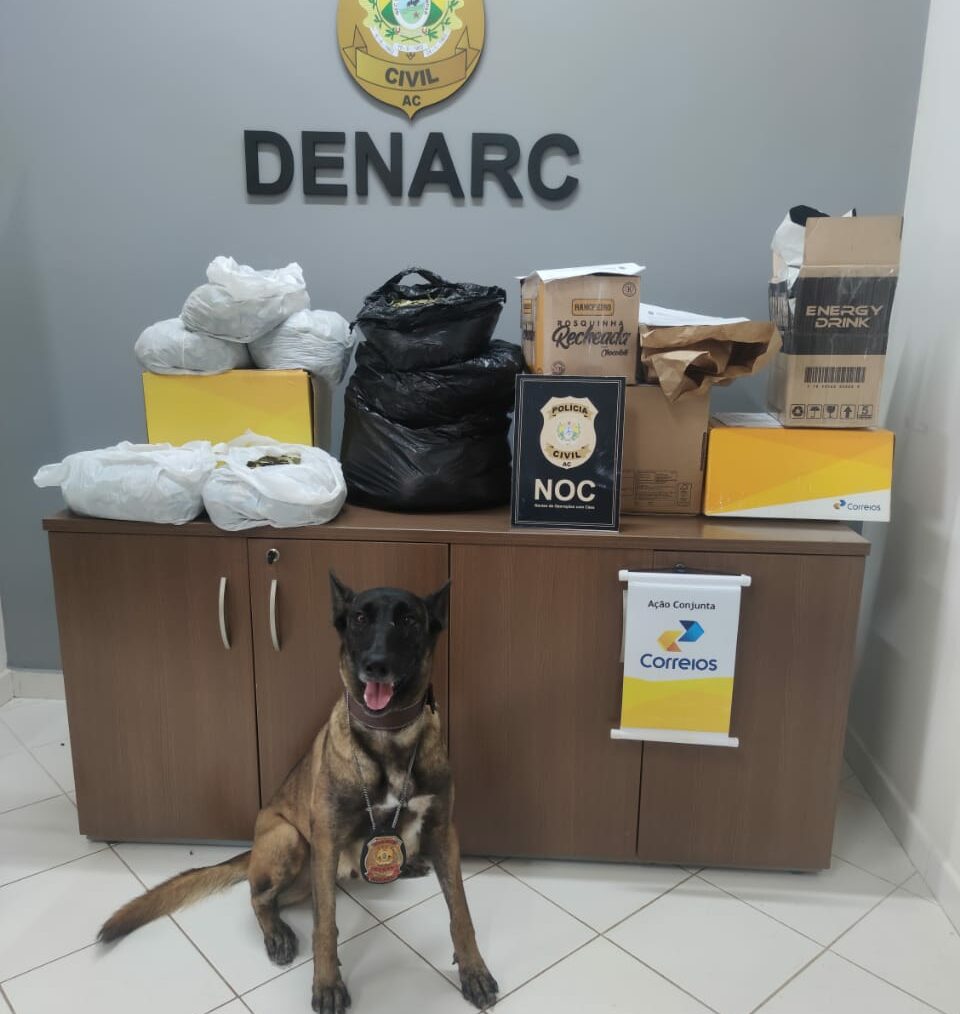 Pastor alemão da polícia no Acre encontra folhas de coca que seriam levadas para outros Estados