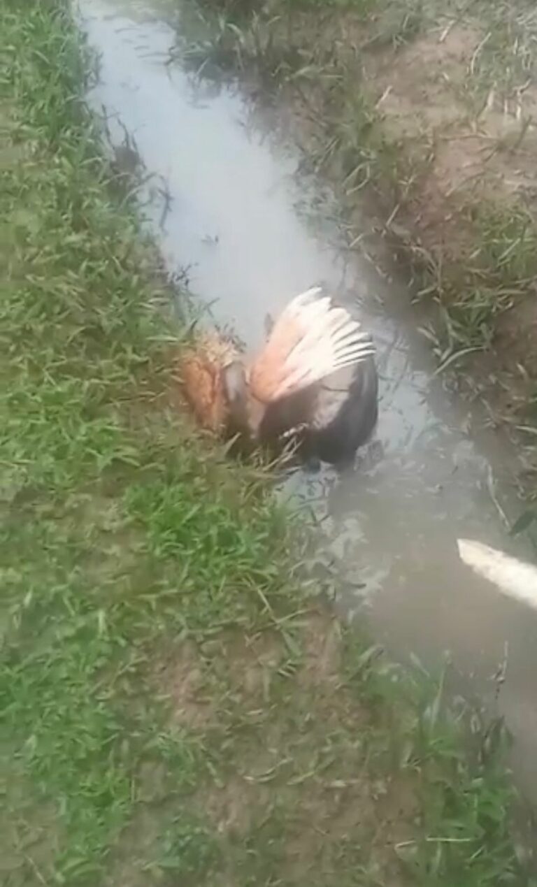 VĂDEO: sucuri gigante engole galinha no interior do Acre