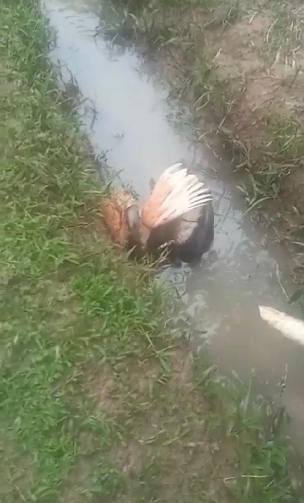 VÍDEO: sucuri gigante engole galinha no interior do Acre