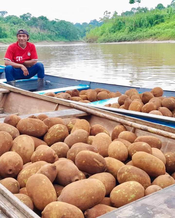No Acre, Ashaninkas têm autossuficiência em produção de polpa de frutas