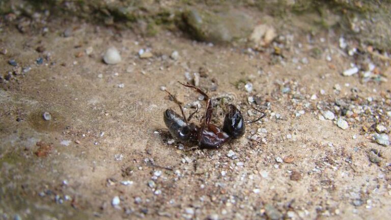 Estudos de universidades, incluindo a Ufac, mostram que morte de formigas ameaça o meio ambiente