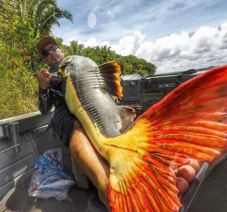 VÍDEO: pescador fisga pirarara de 1,5 metros e 70 quilos no rio Madeira