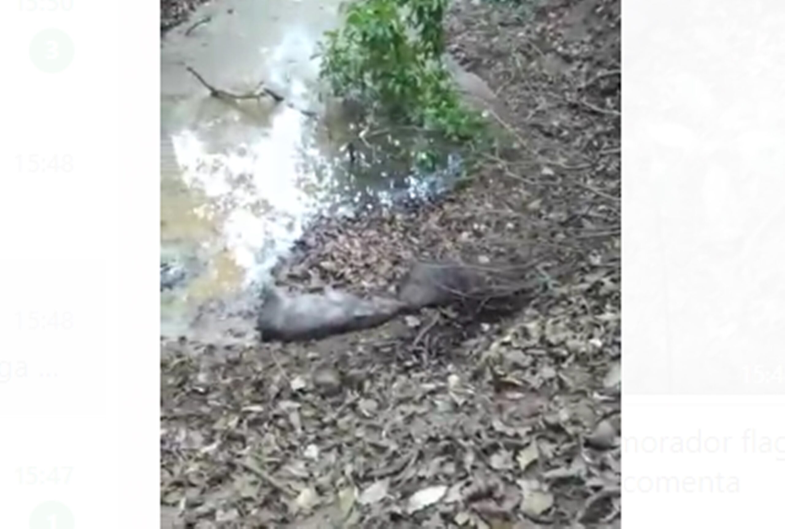 VÍDEO: briga entre porcos-do-mato impressiona no interior do Acre: ‘Nunca tinha visto’