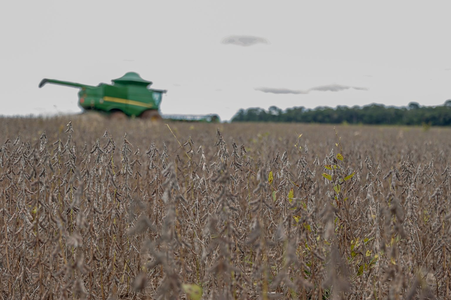 Soja chega ao Vale do Juruá e Cruzeiro do Sul tem colheita de 30 hectares