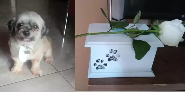 Tutora deixa cachorro para tosa e recebe as cinzas do animal