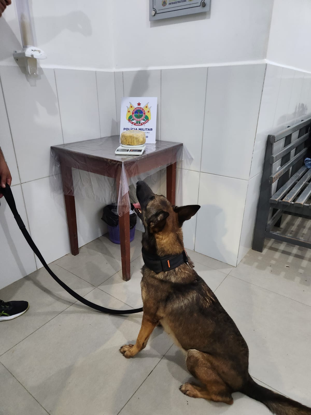 Com ajuda de cadela farejadora, PM do Acre apreende mais de um quilo de drogas