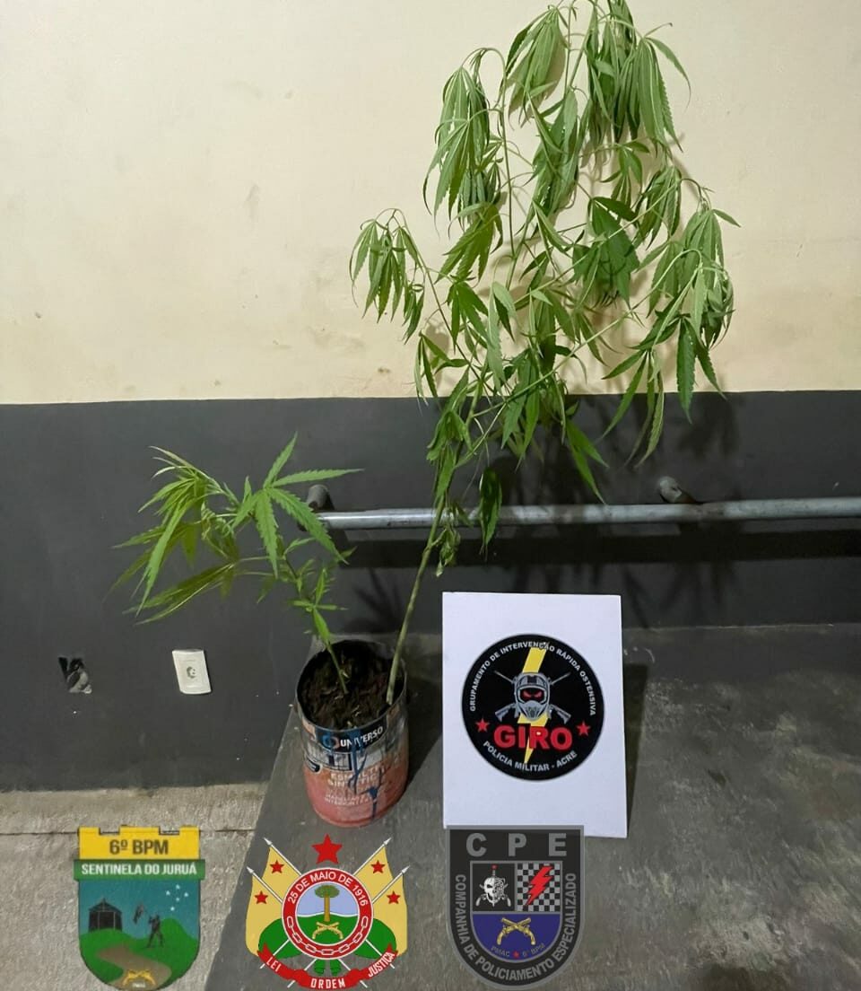Adolescente é apreendido pela PM cultivando pés de maconha em Cruzeiro do Sul