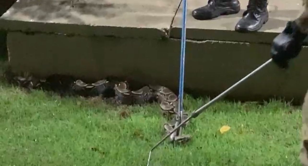 Cobra é resgatada por bombeiros ao fugir de enchente em Rio Branco