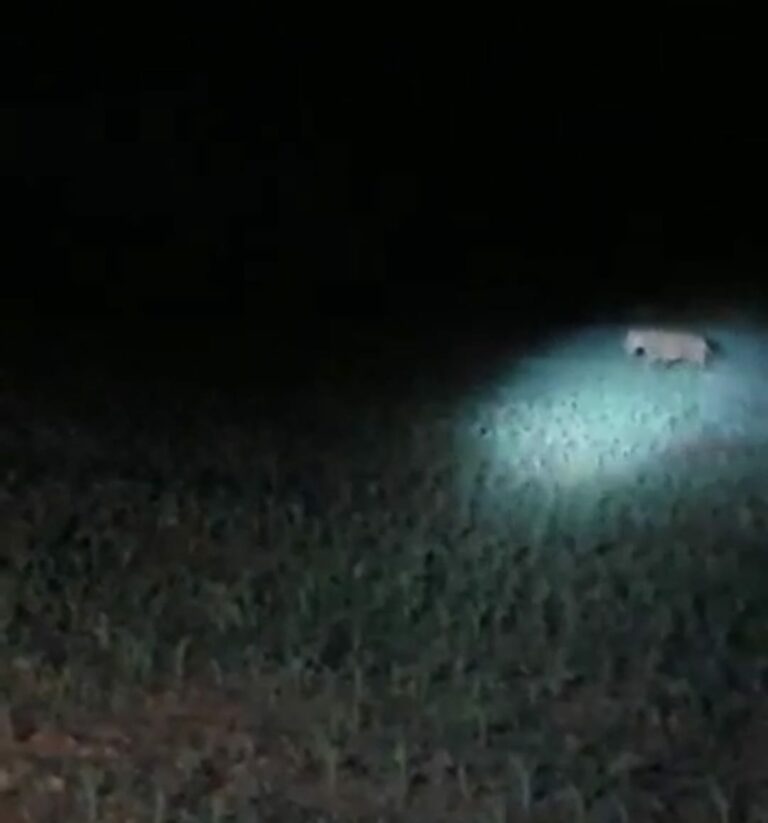 No Acre, fazendeiros flagram onça-pintada esturrando em área de mata na região do Antimari