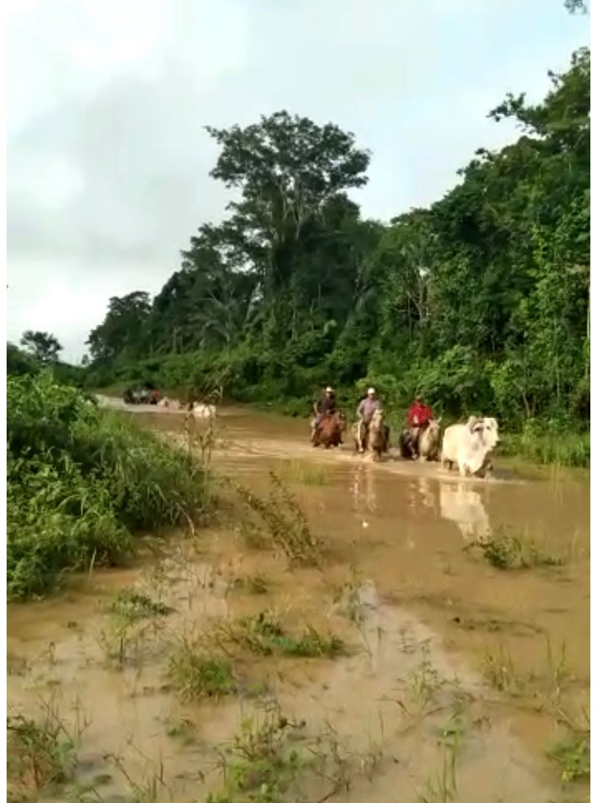VÍDEO: igarapé transborda no Acre e boiada atravessa inundação às pressas