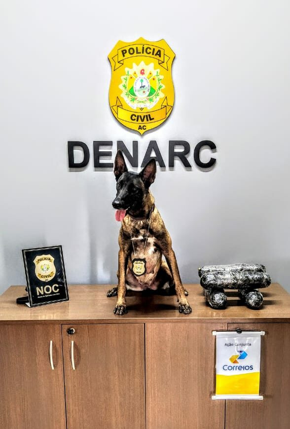 Cão policial identifica mais de dois quilos de folha de coca e Polícia apreende