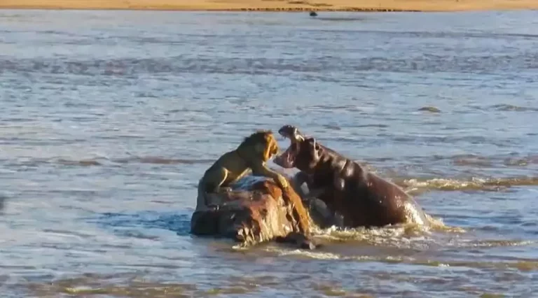 Um dia é da caça, outro do caçador: hipopótamos atacam leão preso em rocha no meio de um rio