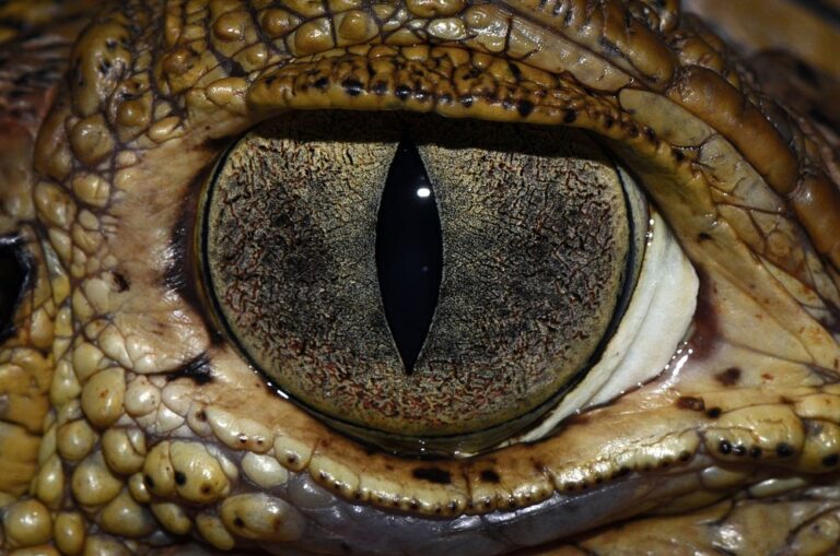 No Acre, jacaré surge em recepção de hotel, surpreende hóspedes e viraliza