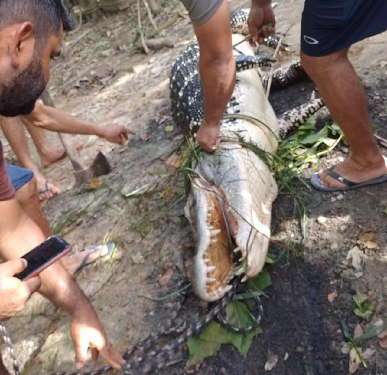Moradores matam jacaré após animal devorar porcos e ação revolta internautas