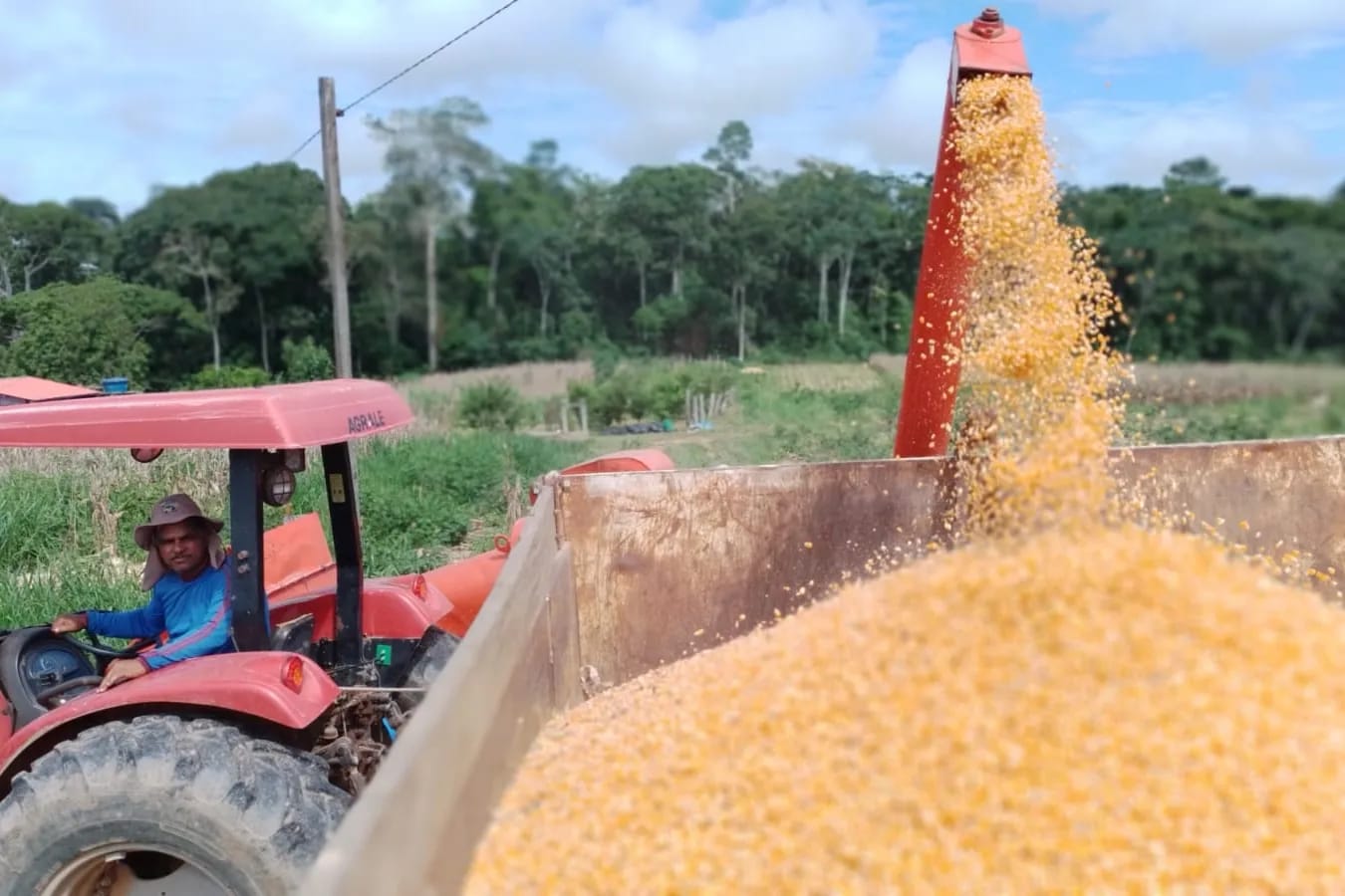 Produtores rurais recebem apoio da prefeitura de Brasiléia na colheita do milho
