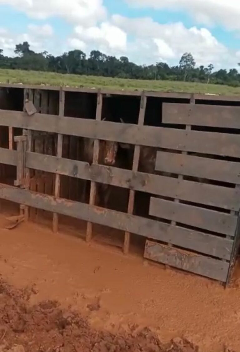 VÍDEO: caminhão com bois cai em atoleiro e tomba em ramal de Rio Branco