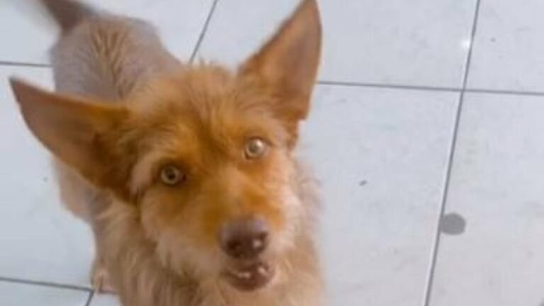 Safado! Cachorro leva nova “namorada” para casa sem autorização de tutora e diverte a web; assista