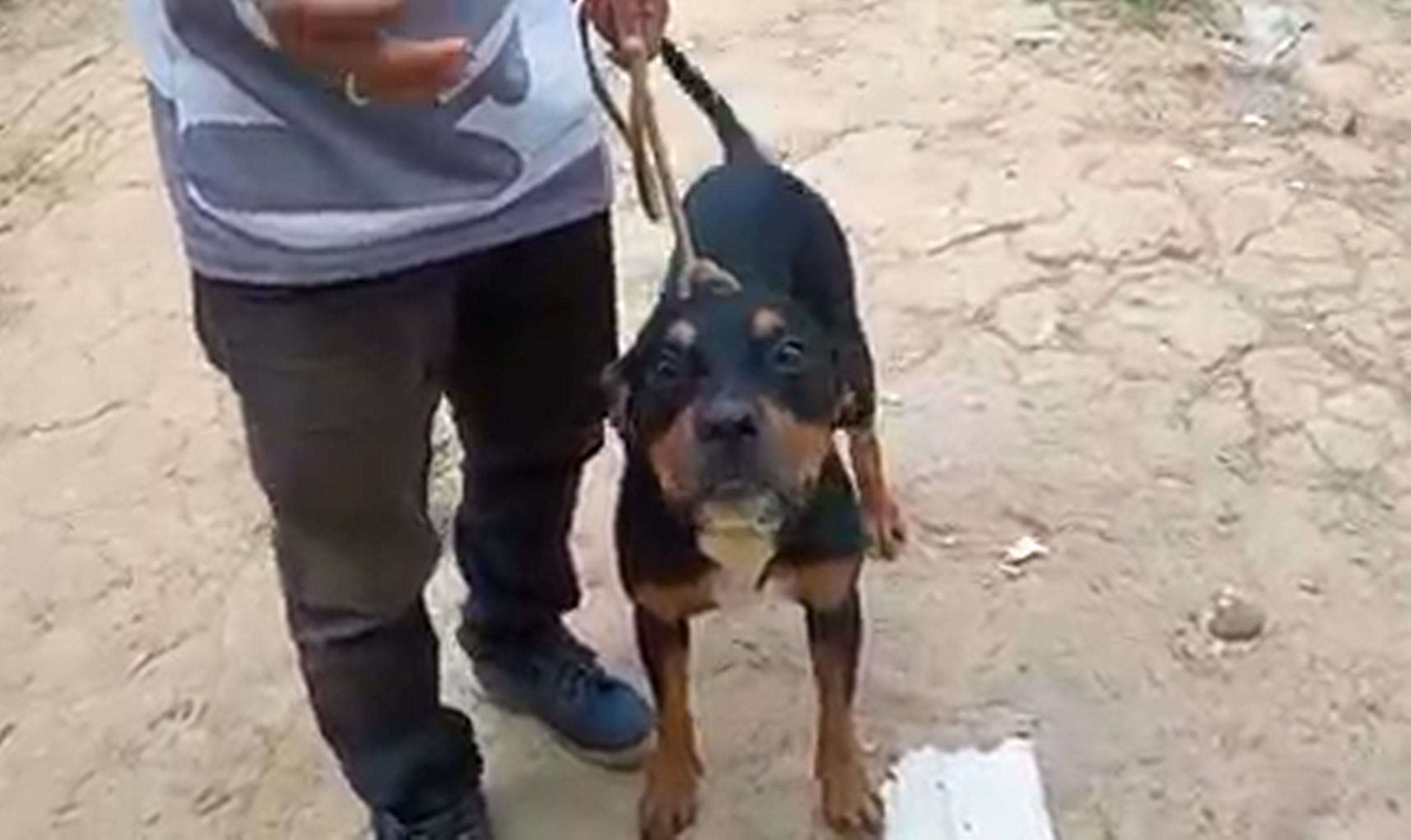 VÍDEO: cão que estava atacando alunos é resgatado por morador no Acre