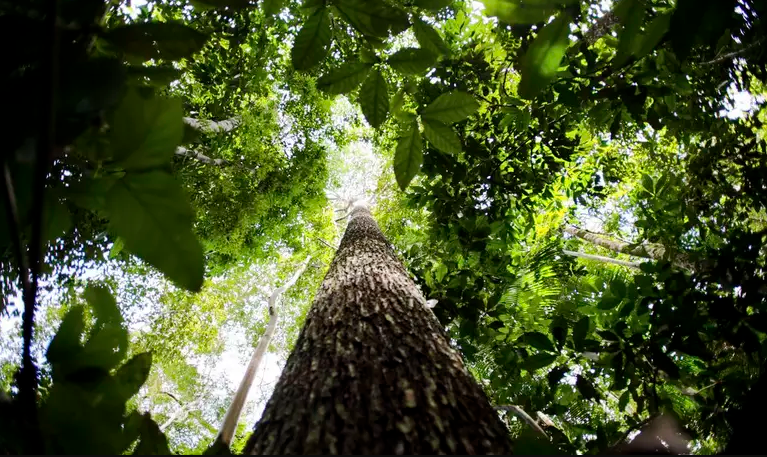 Por que a próxima pandemia pode surgir no Brasil: na Amazônia, cientistas correm contra o tempo