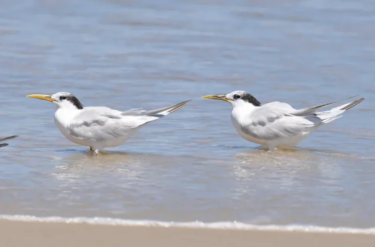 Governo descarta 34 suspeitas de gripe aviária em humanos e investiga mais dois