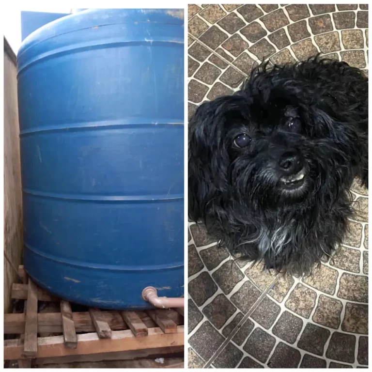 Cachorrinha morre esmagada por caixa d´’água em pet shop no Acre