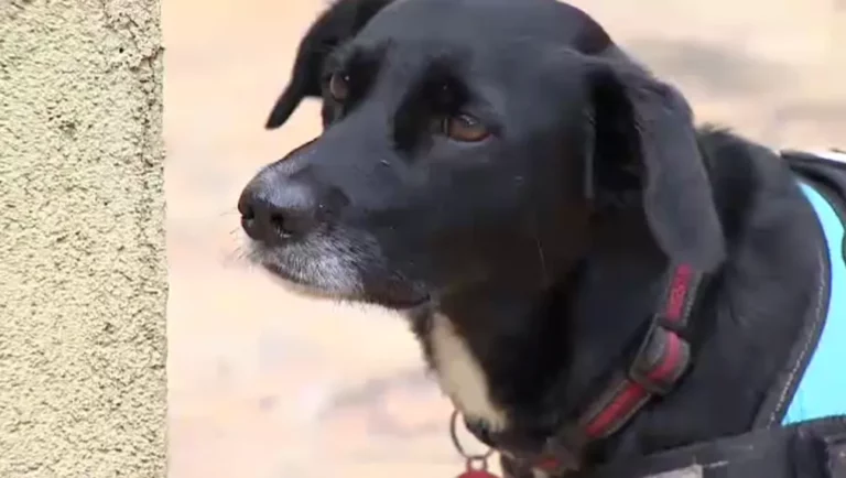 Cachorro vira-lata ajuda perito criminal em investigações no interior de SP