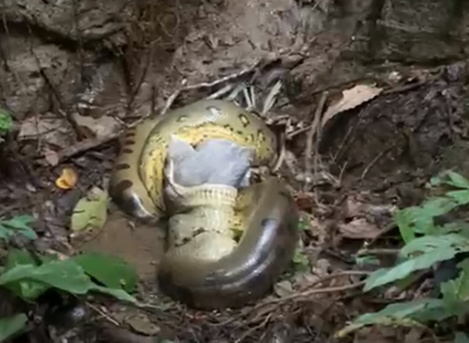 Vídeo mostra cobra gigante engolindo bezerro e assusta moradores; ASSISTA