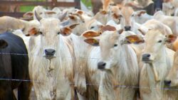 Exportação de carne bovina dispara e alcança US$ 12 milhões no Acre