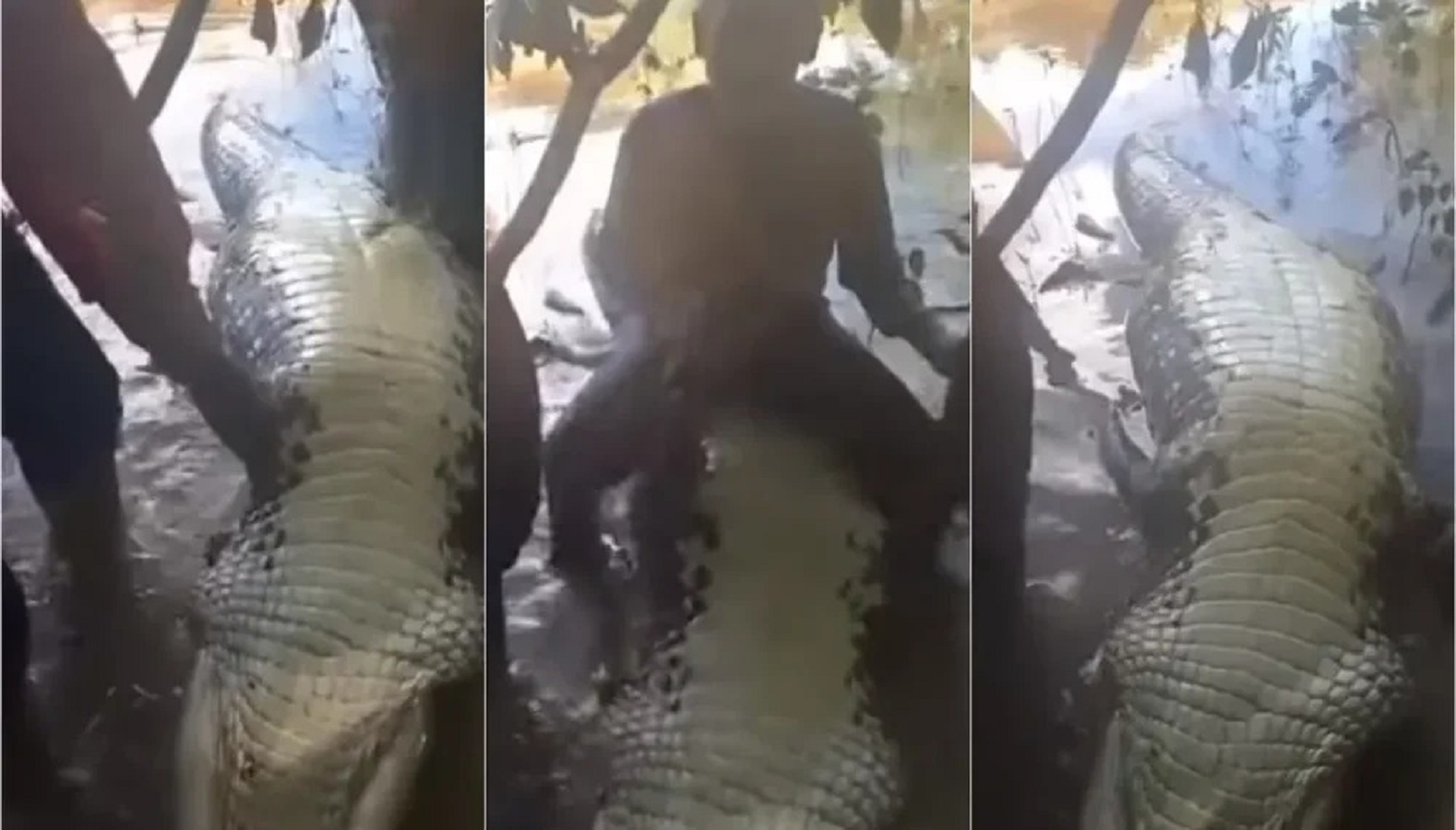 Ibama tenta identificar e punir pescadores por abate de jacaré-açu em rio do Acre