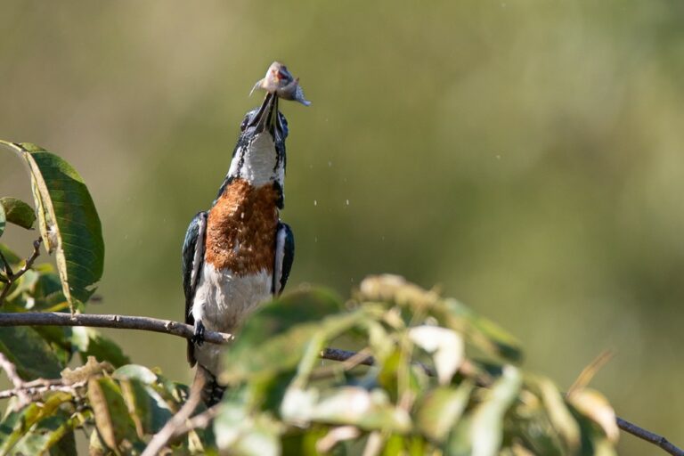 Beija-flor, corujas, garças e mais aves flagradas em seus hábitats naturais