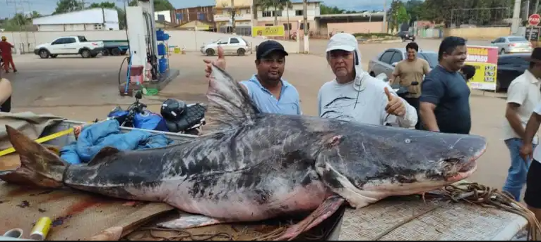 Acreanos capturam peixe que pode pesar mais de 200 quilos em rio da Bolívia