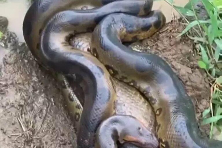 Vídeo: sucuri faz “ninho de amor” para acasalar com diversos machos
