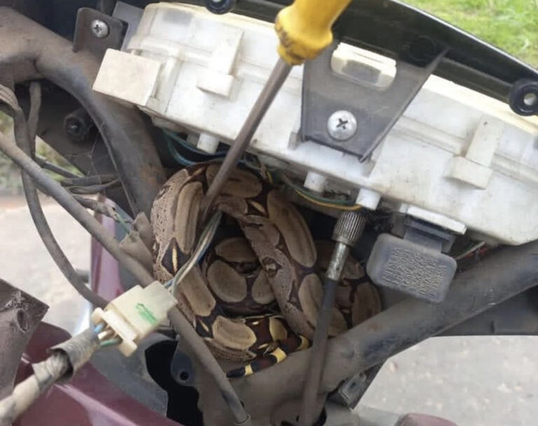 Motociclista percorre ruas de Cruzeiro do Sul com jibóia de ‘carona’; veja fotos