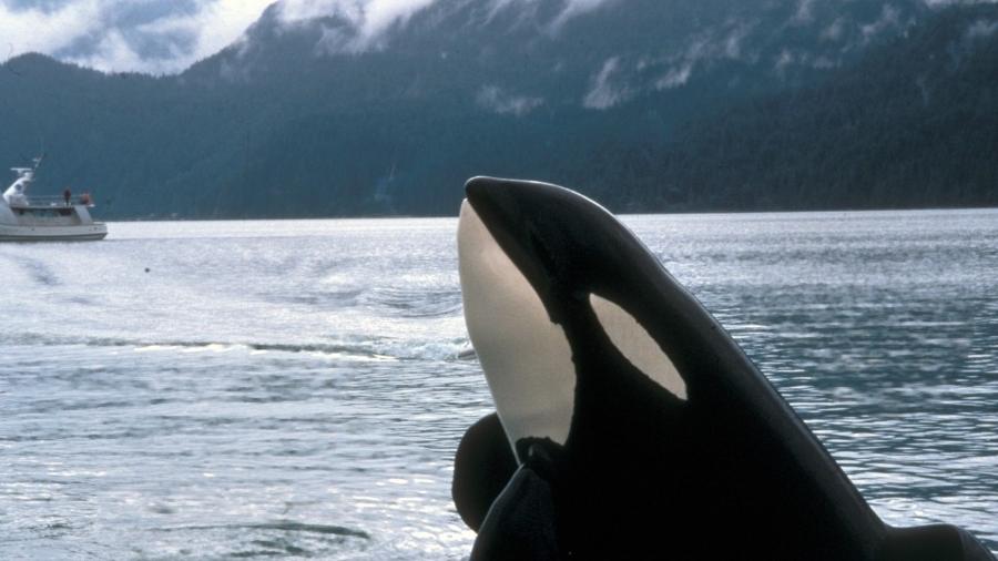 Orca é baleia, touro é boi? Você sabe tudo sobre os animais ou os confunde?